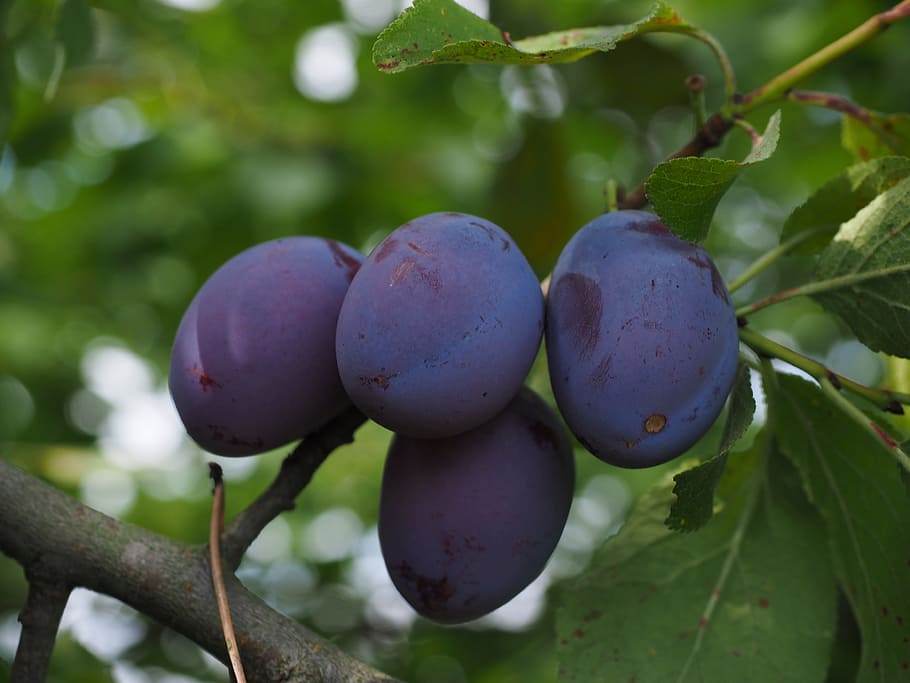plums, plum tree, fruit, food, blue, healthy, violet, purple, real plum, prunus domestica