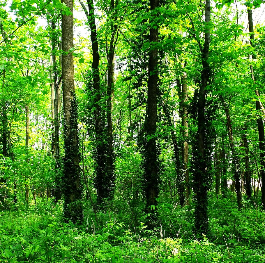 Trees, Tall, Woods, Greens, Greenery, leaves, branches, forest, wooden, woody