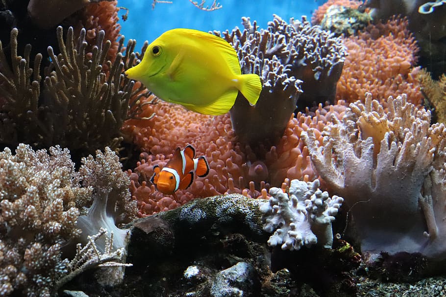 anemon, ikan, bawah air, akuarium, alam, karang, ikan anemon, tersembunyi, terumbu, tropis
