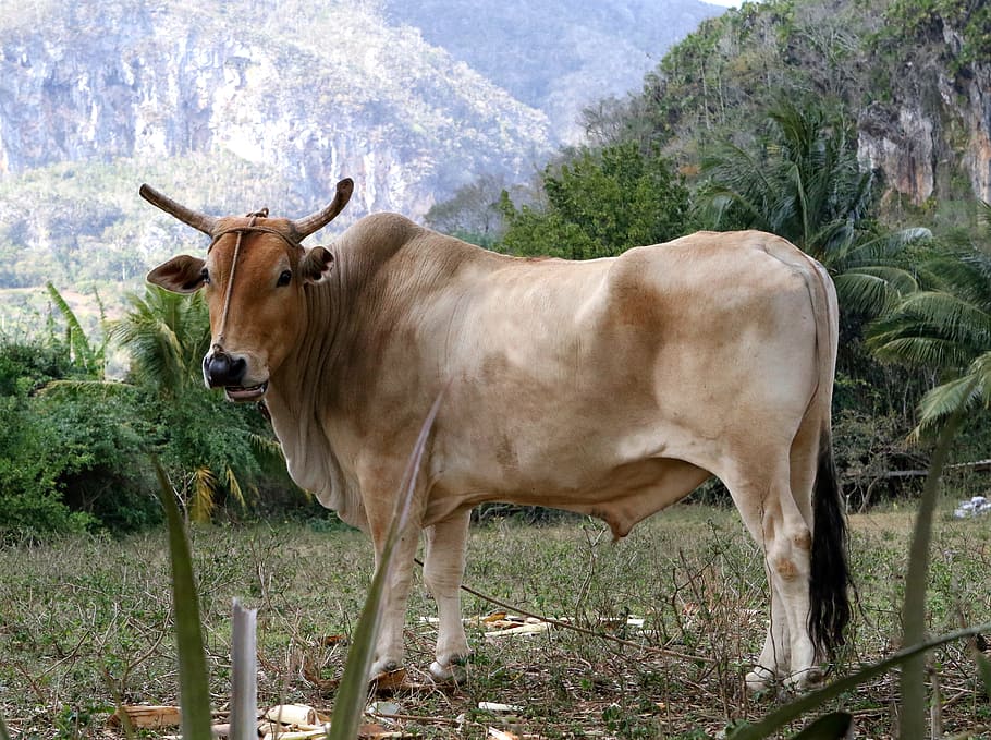 brown, cow, grass field, daytime, bull, viñales valley cuba, horns, pasture, mountains, beef