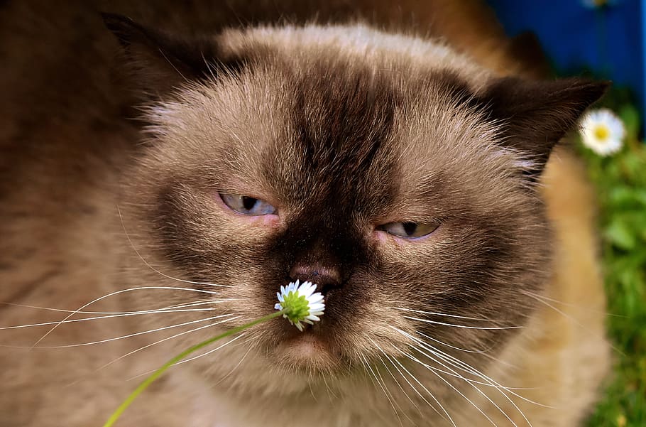 closeup, photography, brown, cat, sniffing, white, daisy flower, Himalayan Cat, white daisy, british shorthair