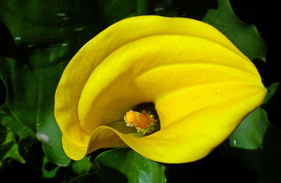 kalia, flower, yellow, nature, closeup, blooming, summer, botany, decorative, freshness
