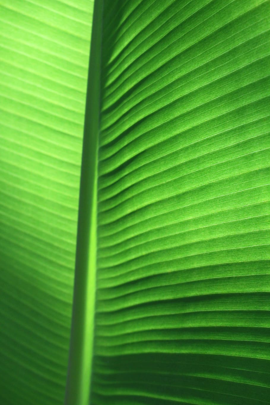 daun pisang, tropis, daun, makro, cerah, hijau, tekstur, bingkai penuh, latar belakang, eksotis