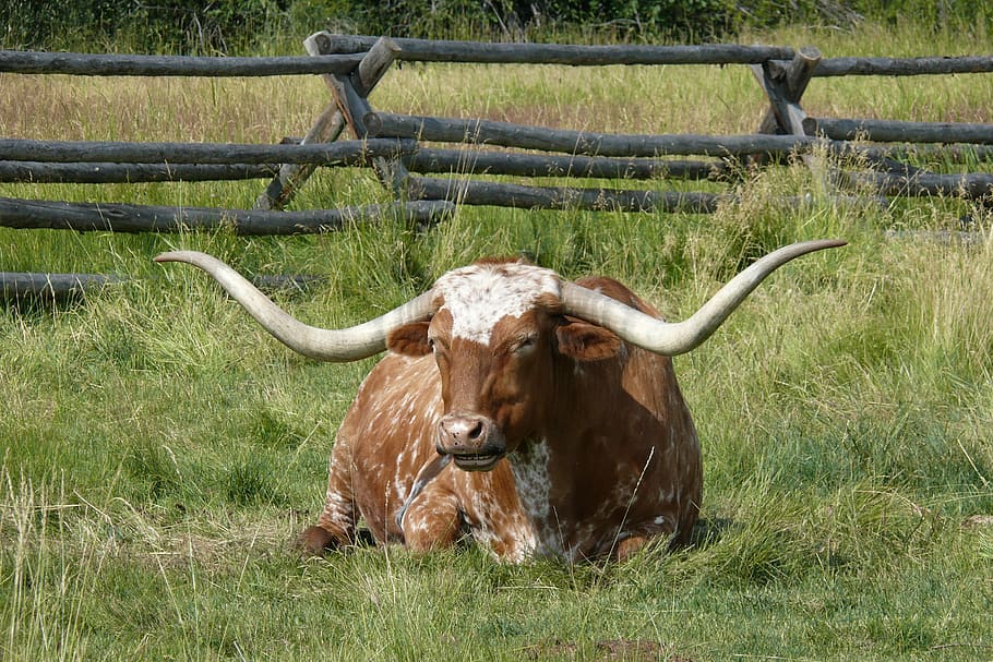brown, white, longhorn bull, lying, grass, longhorn, cattle, farm, beef, country