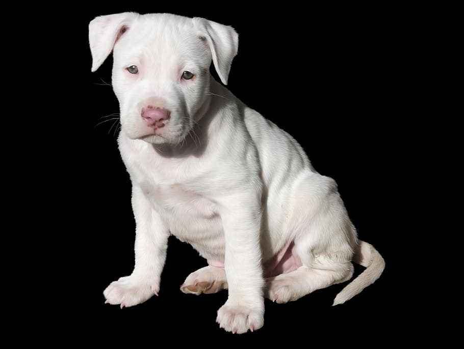 short-coated white puppy, cute, white, puppy, dog, pit bull, pitbull, staffordshire, american, terrier