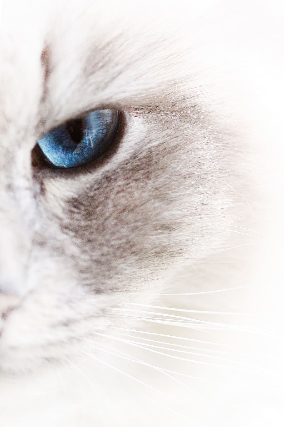 blue, eyed, white, cat, cats, pet, soft, animal, hangover, animals