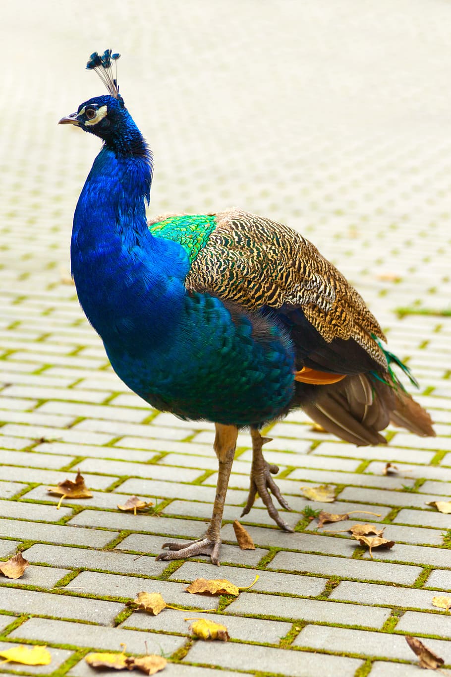 blue, brown, green, peacock, standing, gray, concrete, surface, Indian Peacock, animal