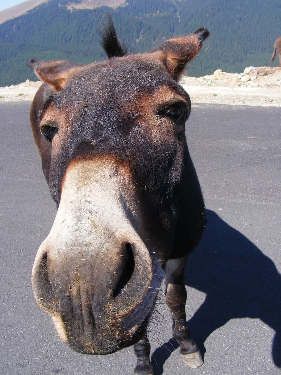 brown, donkey, standing, road photo, daytime, donkeys, mountain, road, animals, romania