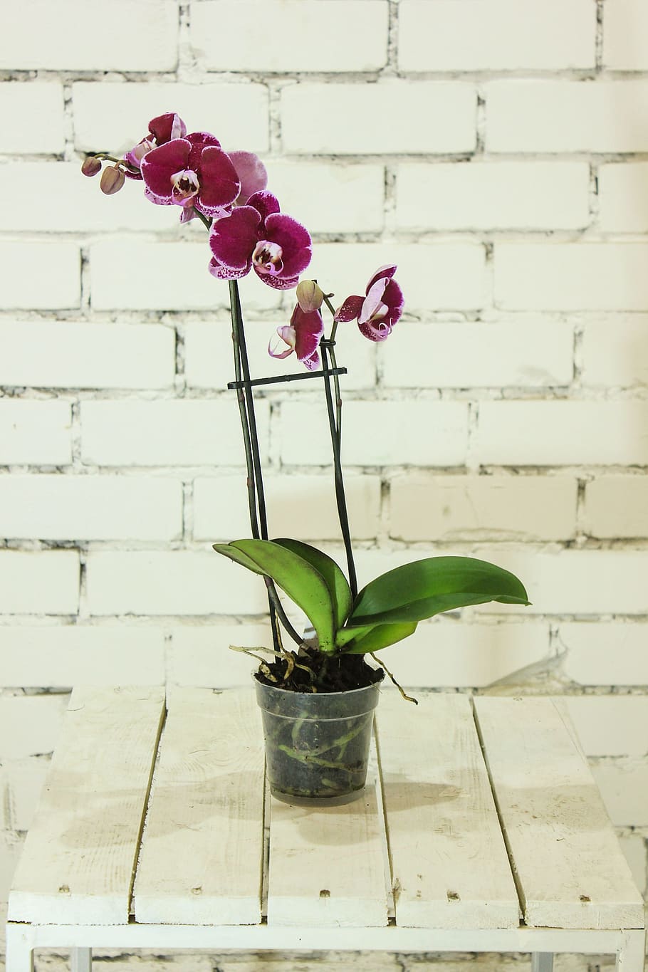 flower, plant, orchid, falinopsis, flora, beautiful flower, flower room, flower orchid, houseplants, tropical plants