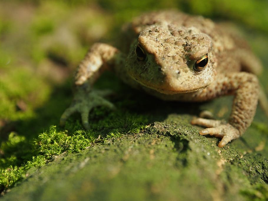 a toad, the frog, nature, forest, animals, amphibians, green, the creation of, animal, macro