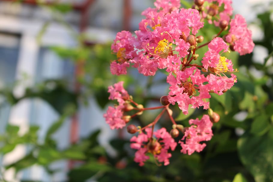 early in the morning, crape myrtle flower, flower, flowering plant, fragility, vulnerability, beauty in nature, plant, growth, freshness