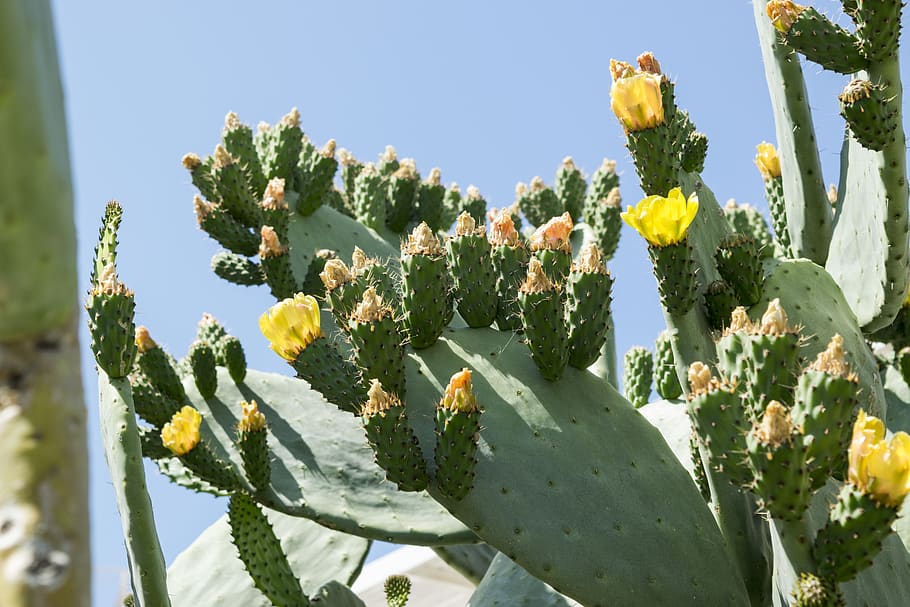 prickly pears, flowers, cactus, nature, green, thorns, plant, fruit, succulent plant, prickly pear