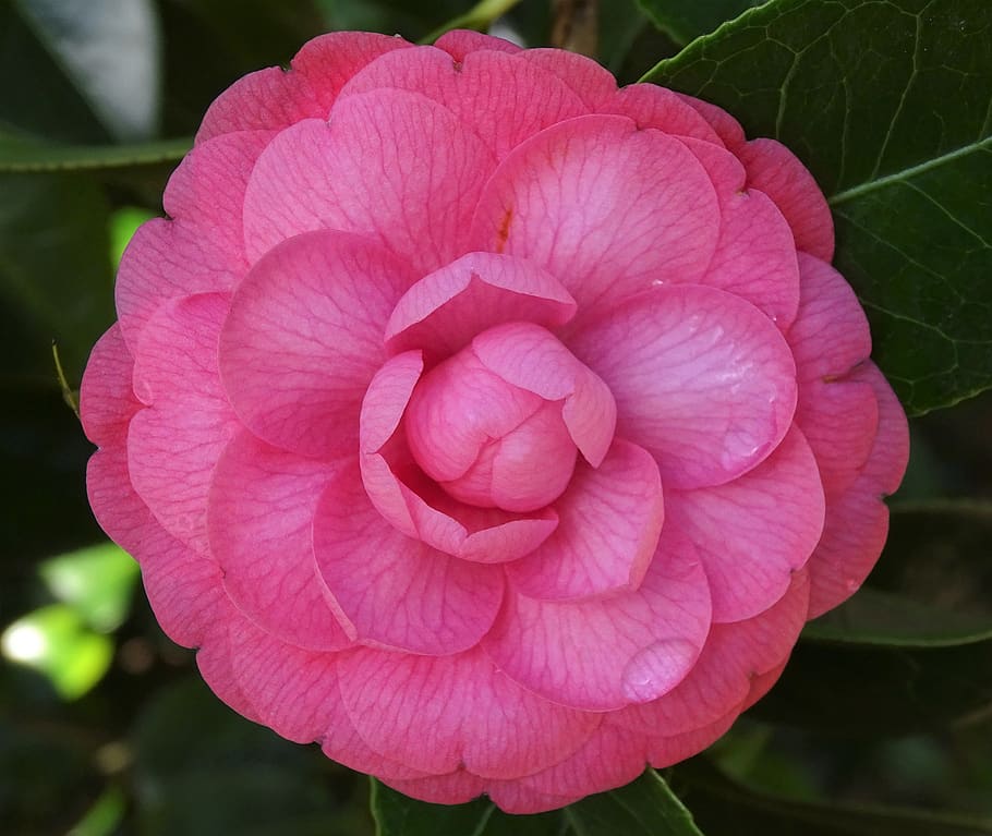 flower, camellia, rosa, pink, rosebush, flowers, nature, garden, spring, color