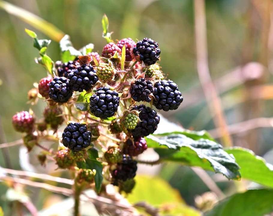 blackberries, fruits, fruits of the forest, nature, vitamins, food, dessert, summer, fruit, ripe