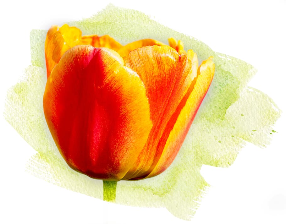 red tulip painting, tulip, flower, spring flower, blossom, bloom, orange yellow, close, watercolor, yellow