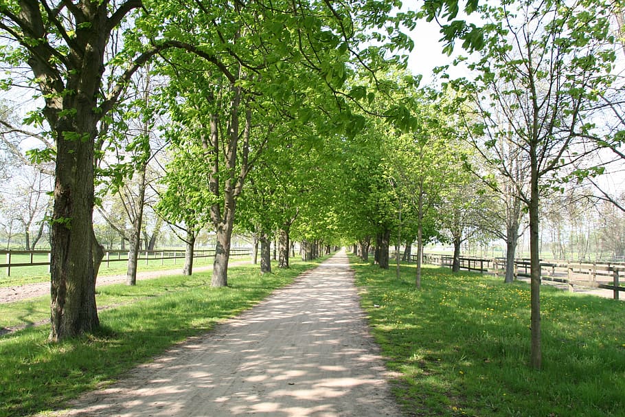 avenida, distância, árvores, sombrio, viga, árvore, natureza, ao ar livre, parque - espaço feito pelo homem, trilha