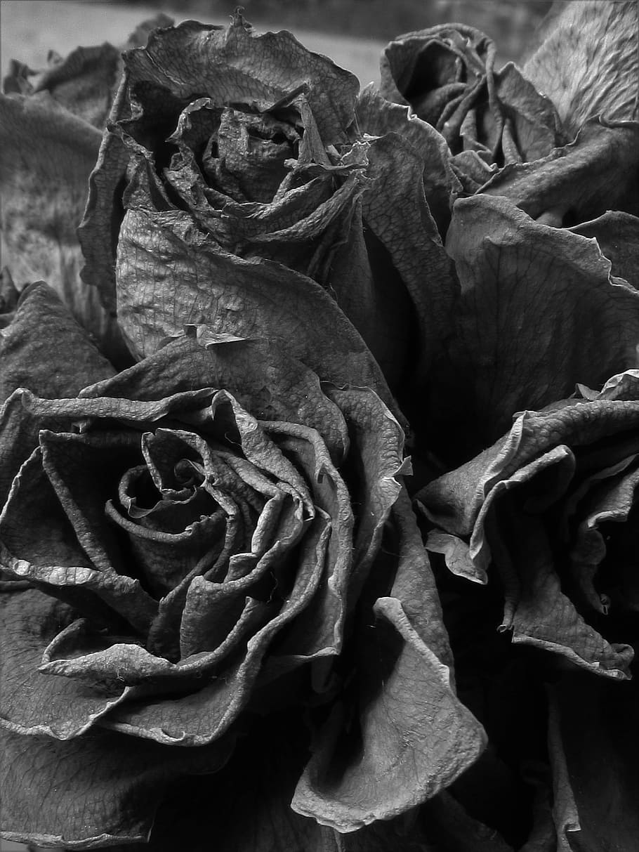 Dead, Roses, Black And White, dusty, concepts And Ideas, time, arts And Entertainment, visual Art, flower, rose - flower