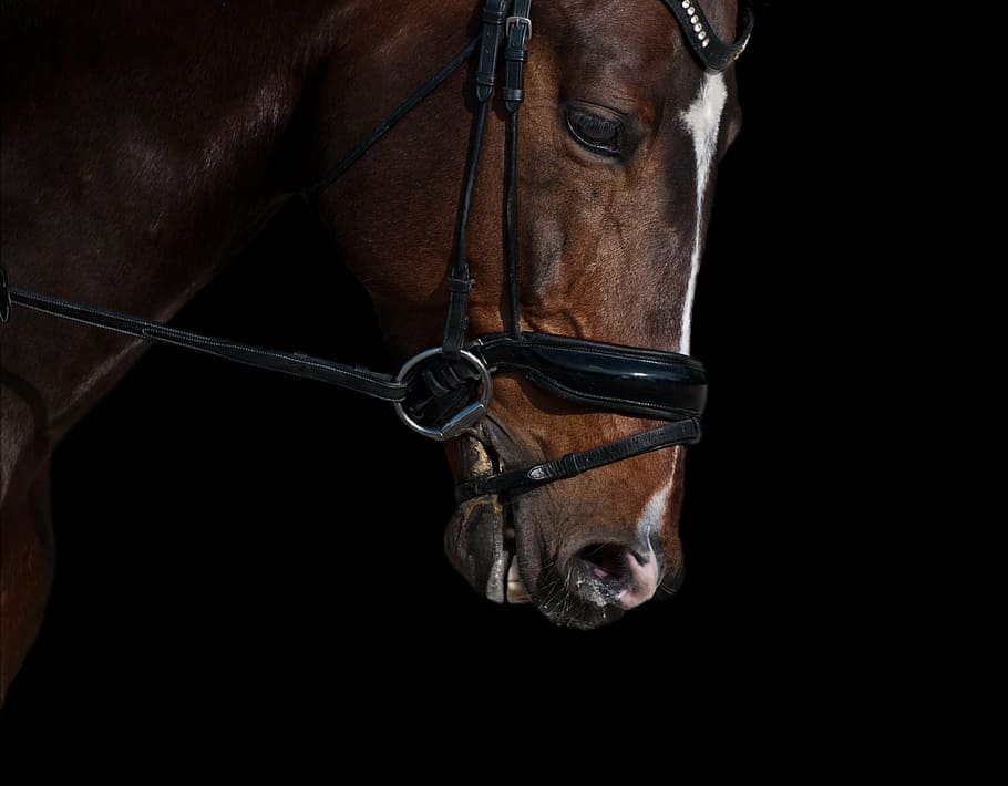 brown, horse head photo, horse, head, chiaroscuro, close up, black background, one person, close-up, human body part