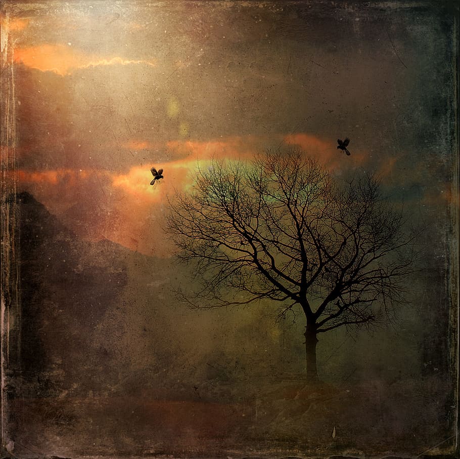 lukisan pohon telanjang, pemandangan, alam, mistis, matahari terbit, matahari terbenam, gali, burung, langit, awan