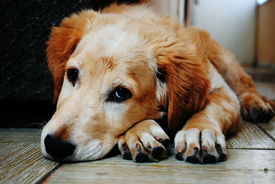 golden, retriever puppy, lying, floor, dog, animal, wooden, fur, brown, cute