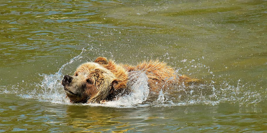 茶色, クマ, 体, 水, ヨーロッパのヒグマ, ヒグマ, 自然公園, 野生動物, 毛皮, 危険