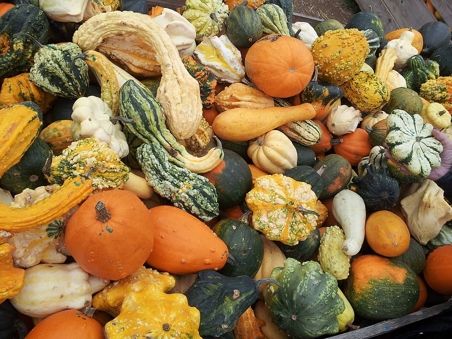garden, pumpkin, vegetables, food and drink, food, healthy eating, vegetable, wellbeing, large group of objects, freshness