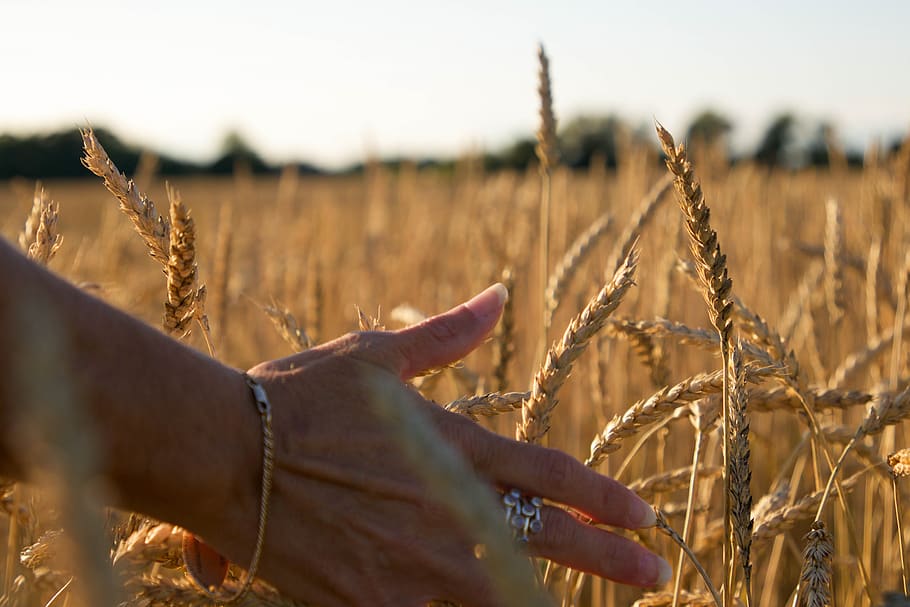 gandum, latar belakang, musim gugur, alam, lapangan, rumput, pertanian, organik, panen, emas