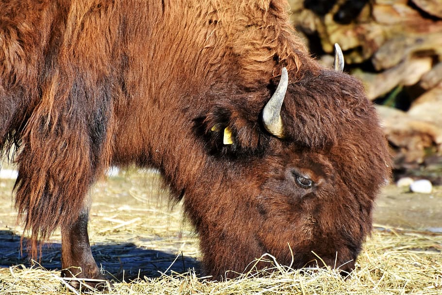 bison eating grass, bison, bison head, bison bonasus, buffalo, american bison, wild, animal, horned, beef