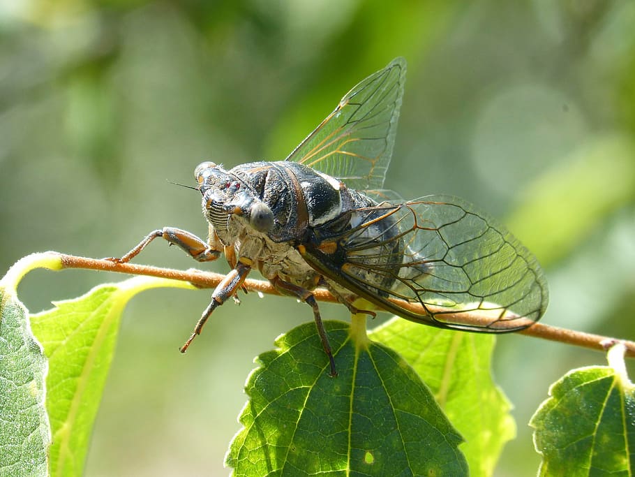 cicada, i cicádido, crayfish, summer cri-cri, insect, detail, animal themes, animal, animal wildlife, invertebrate