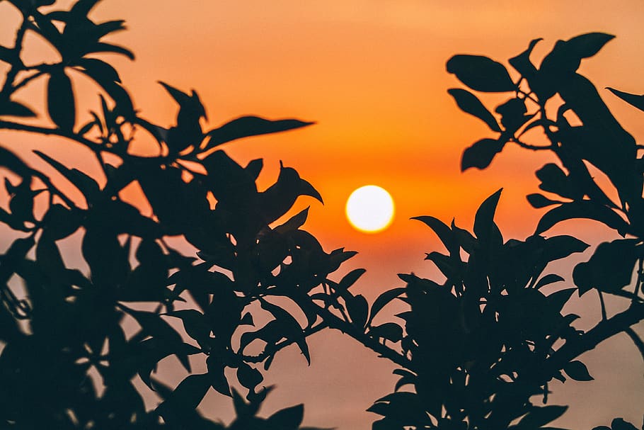 sunset, trees, silhouette, sun, orange, leaves, nature, sky, plant, beauty in nature