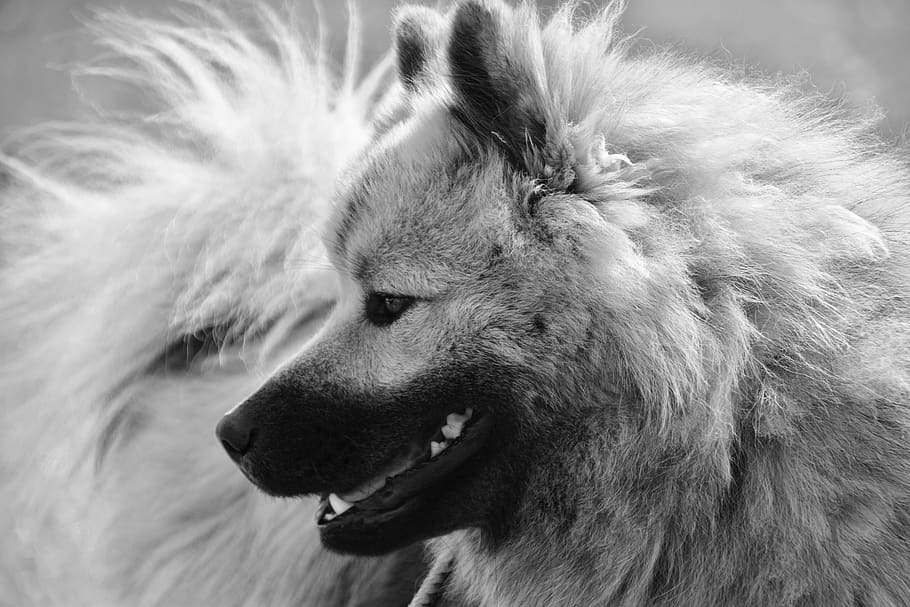 perro eurasier, foto en blanco y negro, retrato de perfil de perro, mascota, perro olaf-blue, máscara negra eurasier, animal, canino, lindo, suave