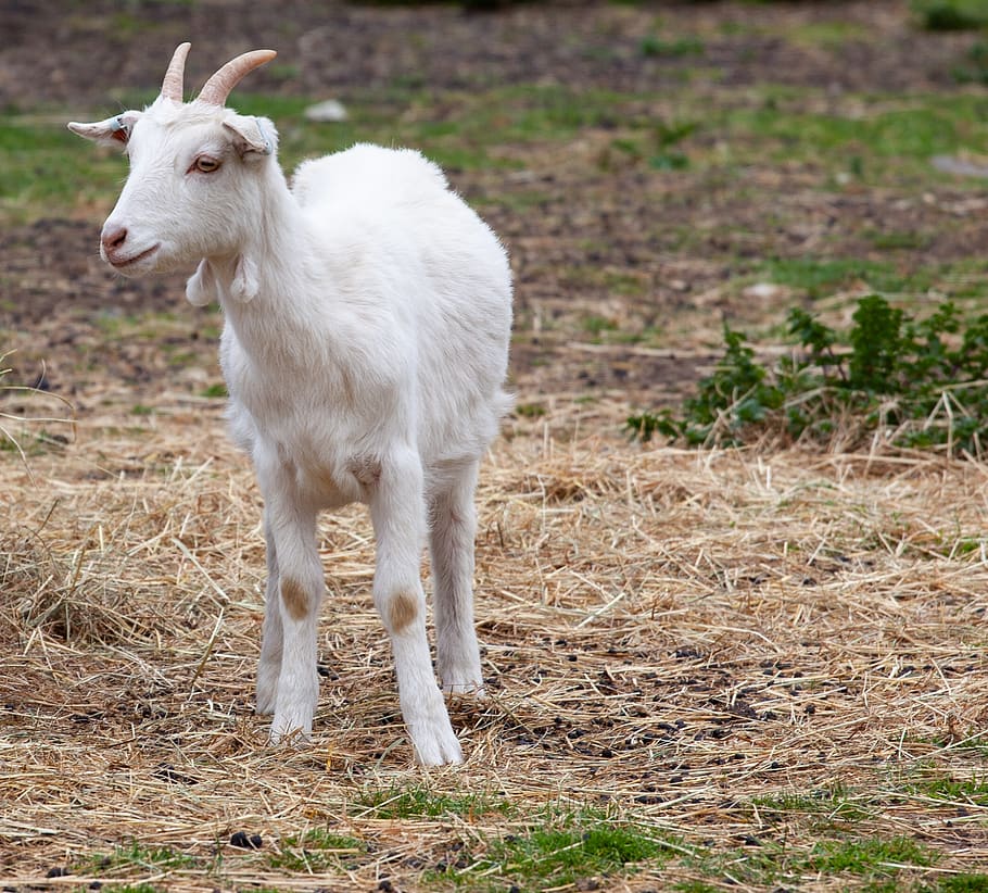goat, standing, horns, white, livestock, farm, animal, fur, mammal, horned