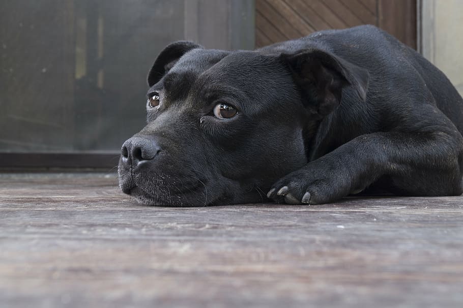 black, bulldog, lying, floor, dog, tiredness, tired, animal, one animal, mammal