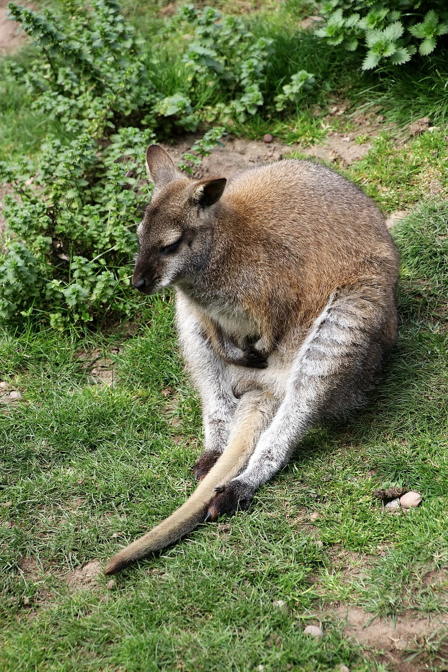 wallaby, kangaroo, animal, nature, australia, mammal, wildlife, pouch, aussie, outback