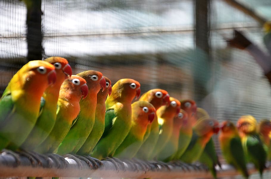 pássaro, natureza, animais selvagens, asa, verde, cor, colorido, tropical, vertebrado, animal