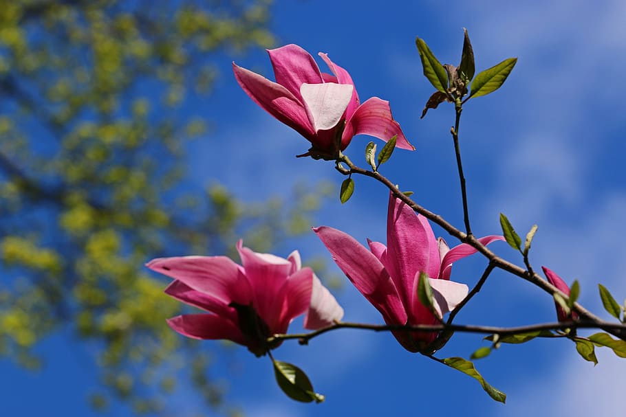 pink petal flowers, pink, petal, flowers, magnolia, flower, magnolias, blooms, nature, magnolia flower