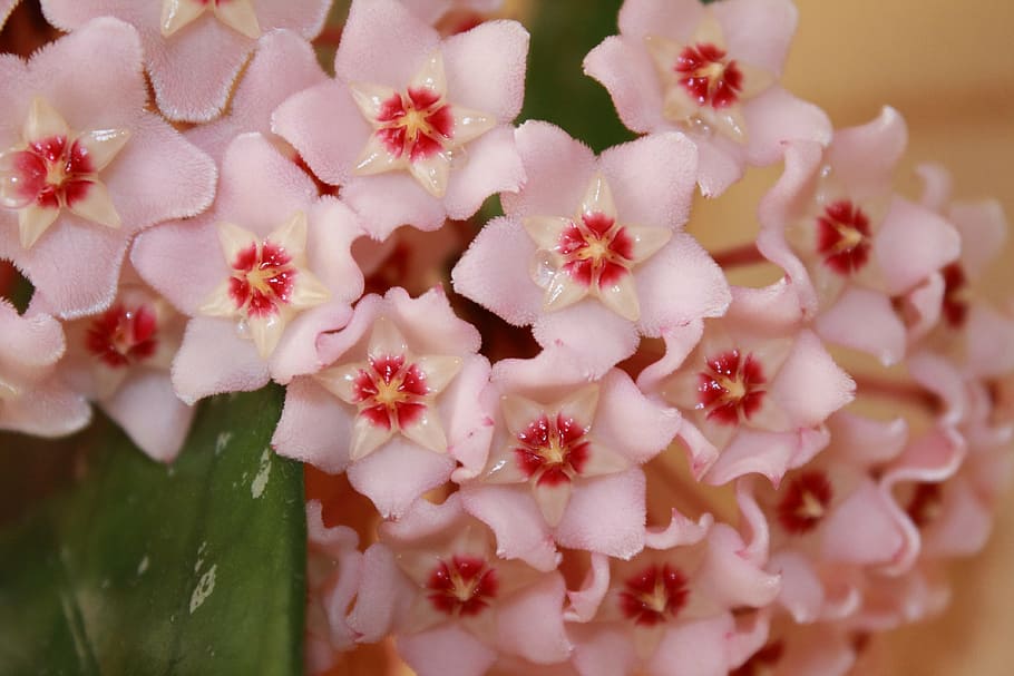 flower, pink, hoya, wax plant, creeper, flowering plant, plant, pink color, freshness, close-up