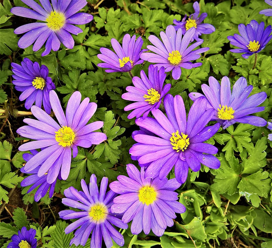 Anémona de los Balcanes, Anemone Blanda, anémona encantadora, flor, hahnenfußgewächs, flores azul-violeta, tubos de polen amarillos, floración temprana, brillante, primavera