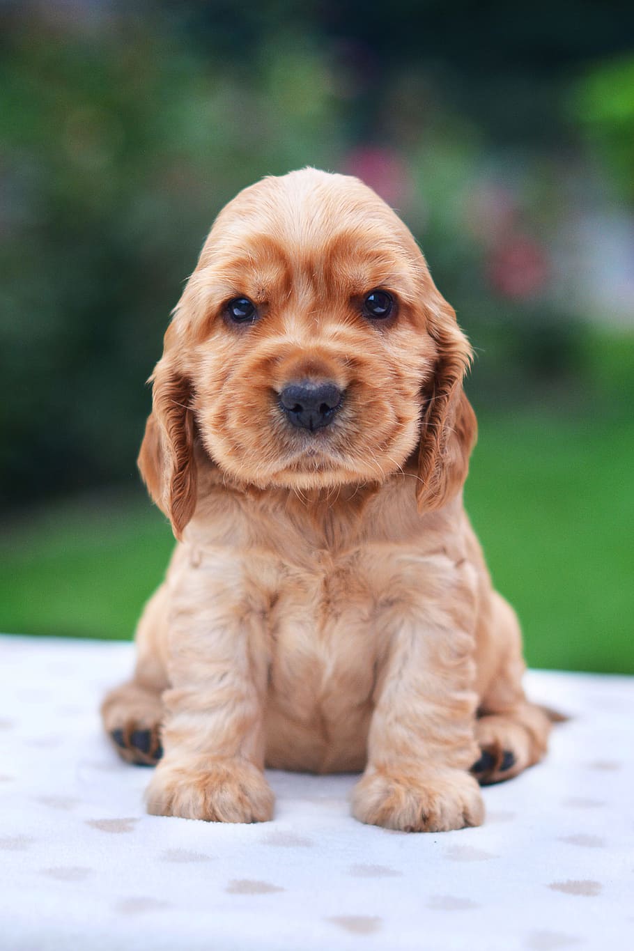 golden, retriever puppy, sitting, white, textile, coker, spaniel, english, puppy, cocker spaniel