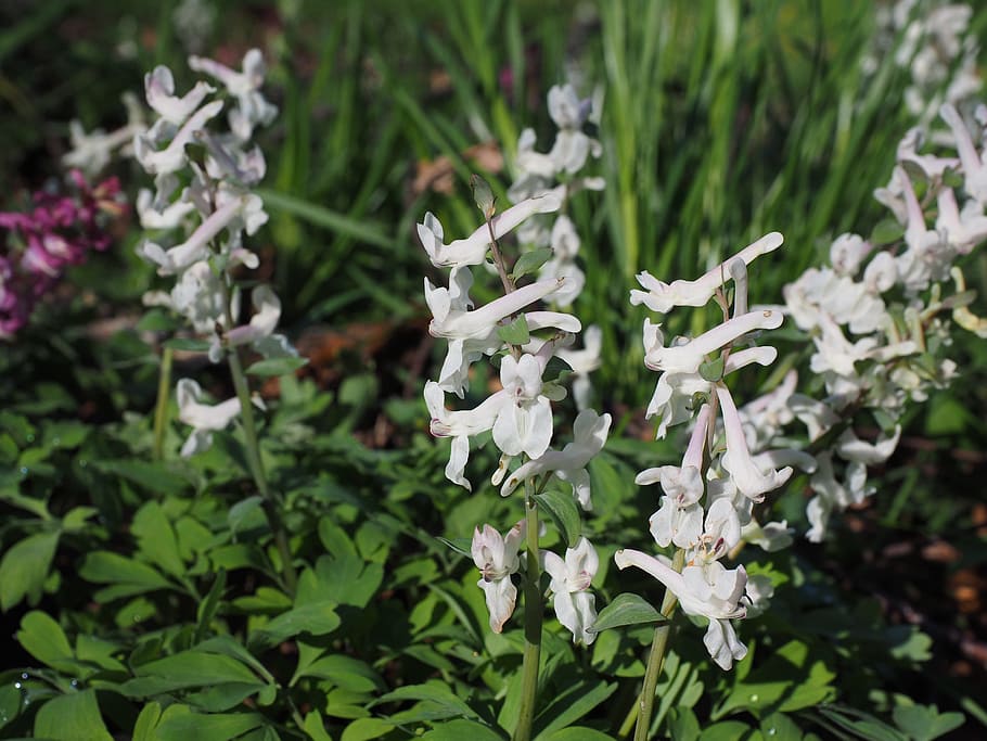 corydalis, blossom, bloom, plant, white, hollow corydalis, corydalis cava, hollow bulbous corydalis, shaggy pants, inflorescence