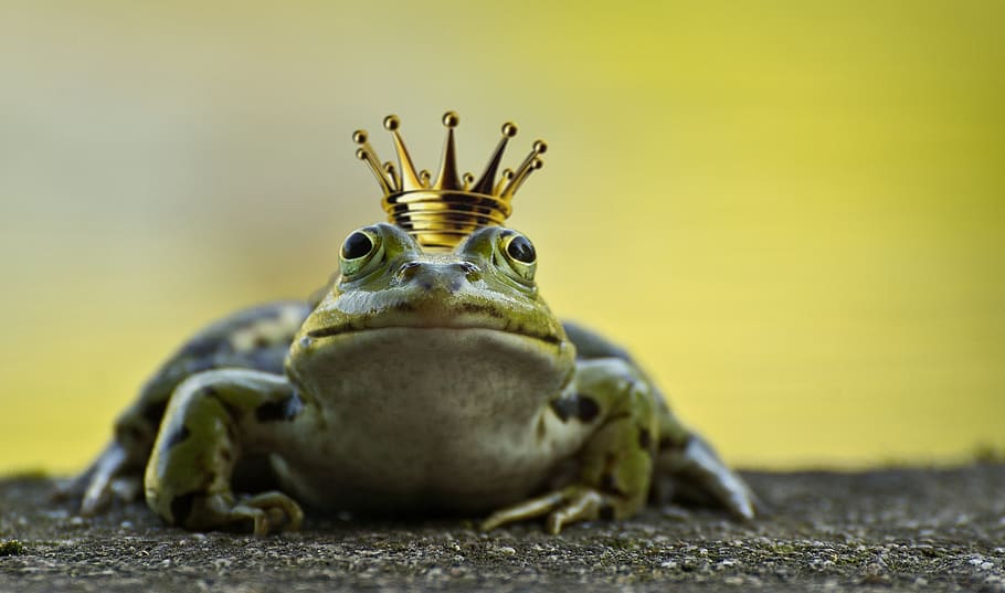 green, frog, gold-colored crown, frog prince, crown, pond, fairy tales, prince, deco, garden