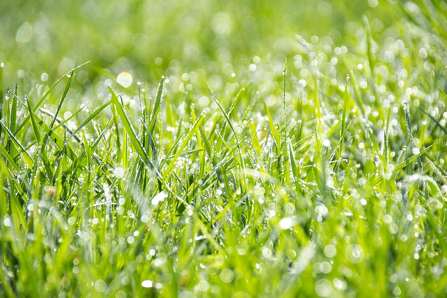 verde, grama, raso, fotografia de foco, manhã, orvalho, dia, natureza, terreno, molhado