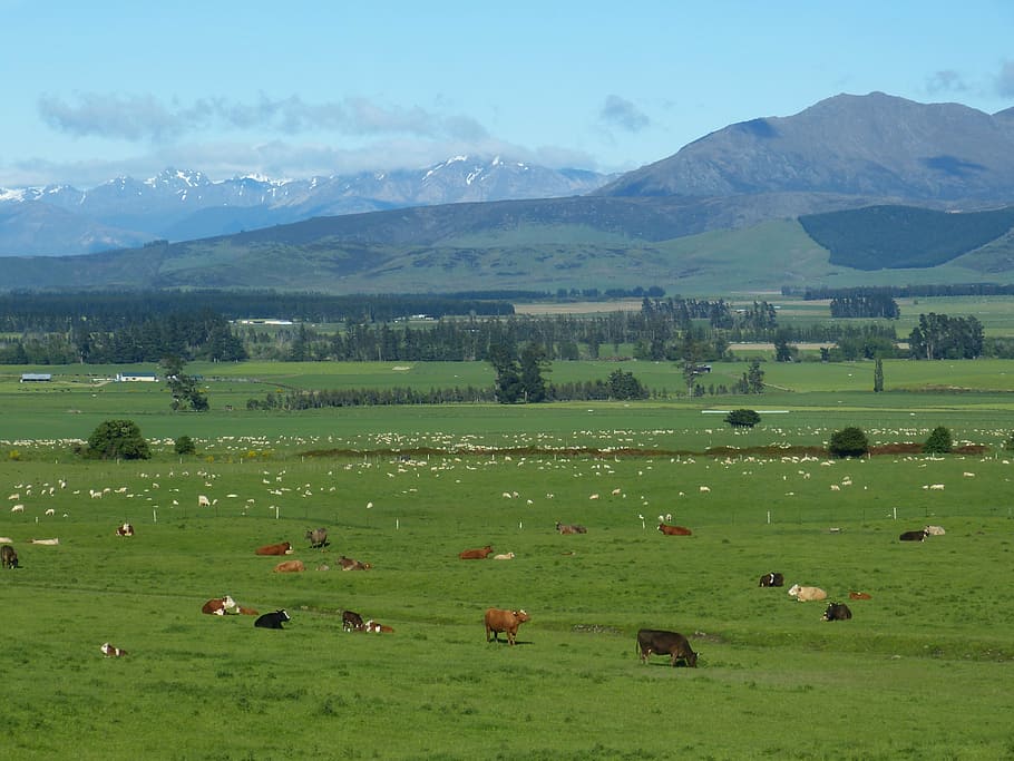 animais, verde, campo de grama, nova zelândia, paisagem, agricultura, montanhas, prado, pasto, vacas