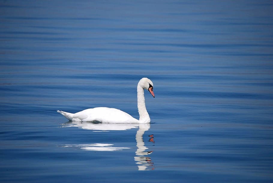 white, swan, swimming, body, water, bird, animal, lake, beautiful, feather