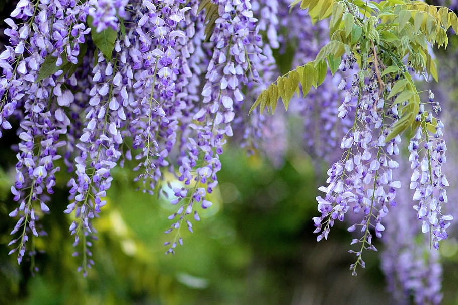 purple petal flowers, purple flower, acacia, glycine, wisteria, flowers, tree, mov, spring, casey