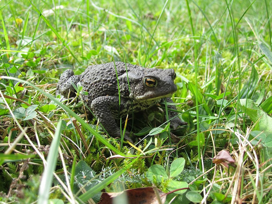 katak umum, kodok, hewan, taman, penyayang binatang, mata, tema hewan, satwa liar, rumput, hewan di alam liar