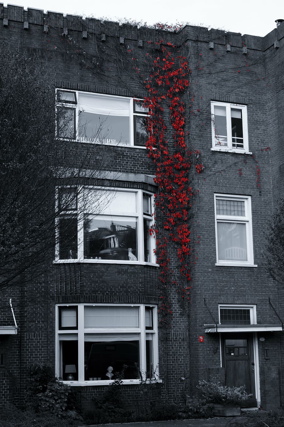 selective, color photography, red, flowers, concrete, building, gray, white, house, vines