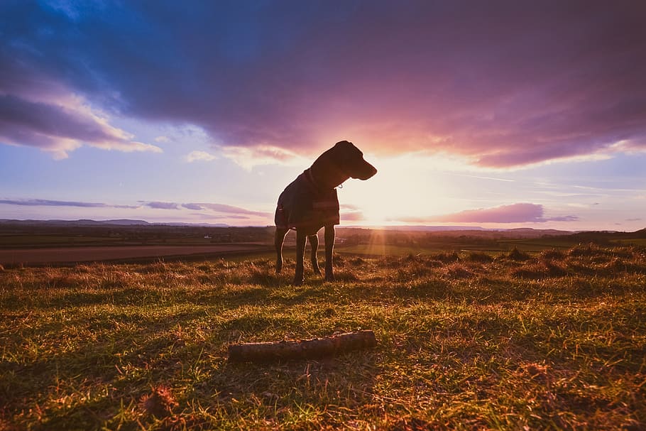 cachorro, capturado, deslumbrante, pôr do sol, Imagem, natureza, animal, animais, cães, natural