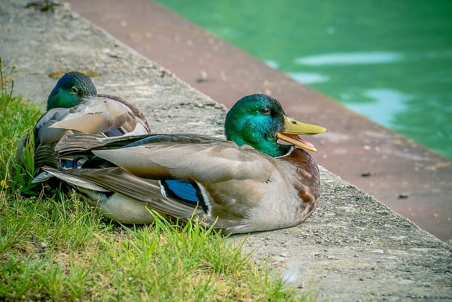 duck, mallard, nap, couple, duo, rest, expression, corner-corner, nature, ducks