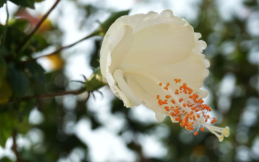 camelia japonesa, camelia, blanco, naranja, flor, flora, árbol, hoja,  hermosa, al aire libre | Pxfuel